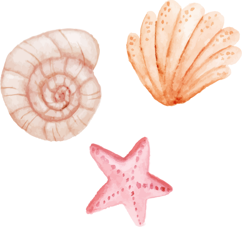 summer sea shells beach